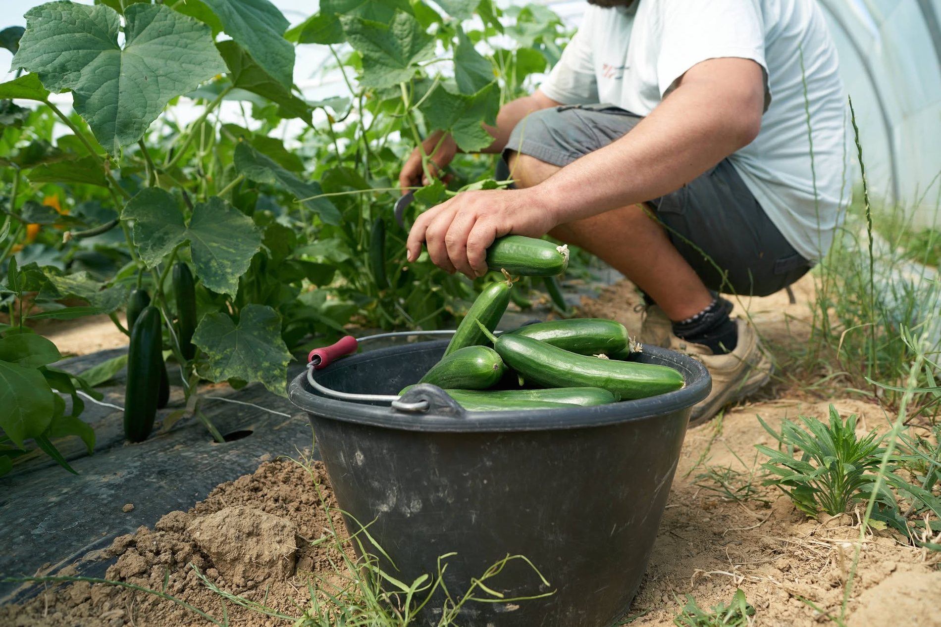 Anthony récoltant des légumes dans ses serres.
