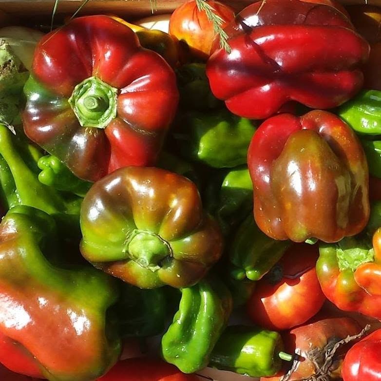 Poivrons colorés fraîchement récoltés à la ferme