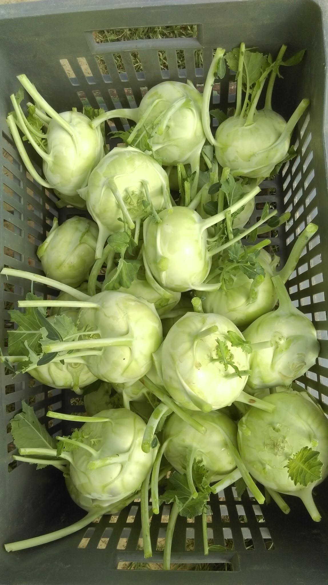 Des légumes verts de plein champ