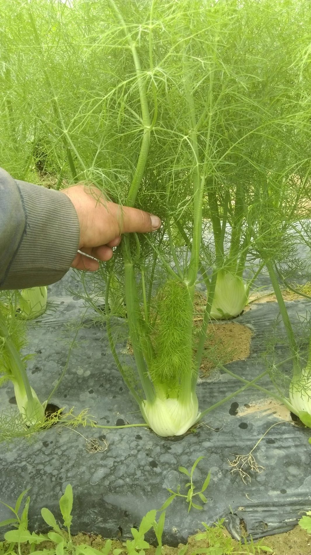 Fenouil sous serre