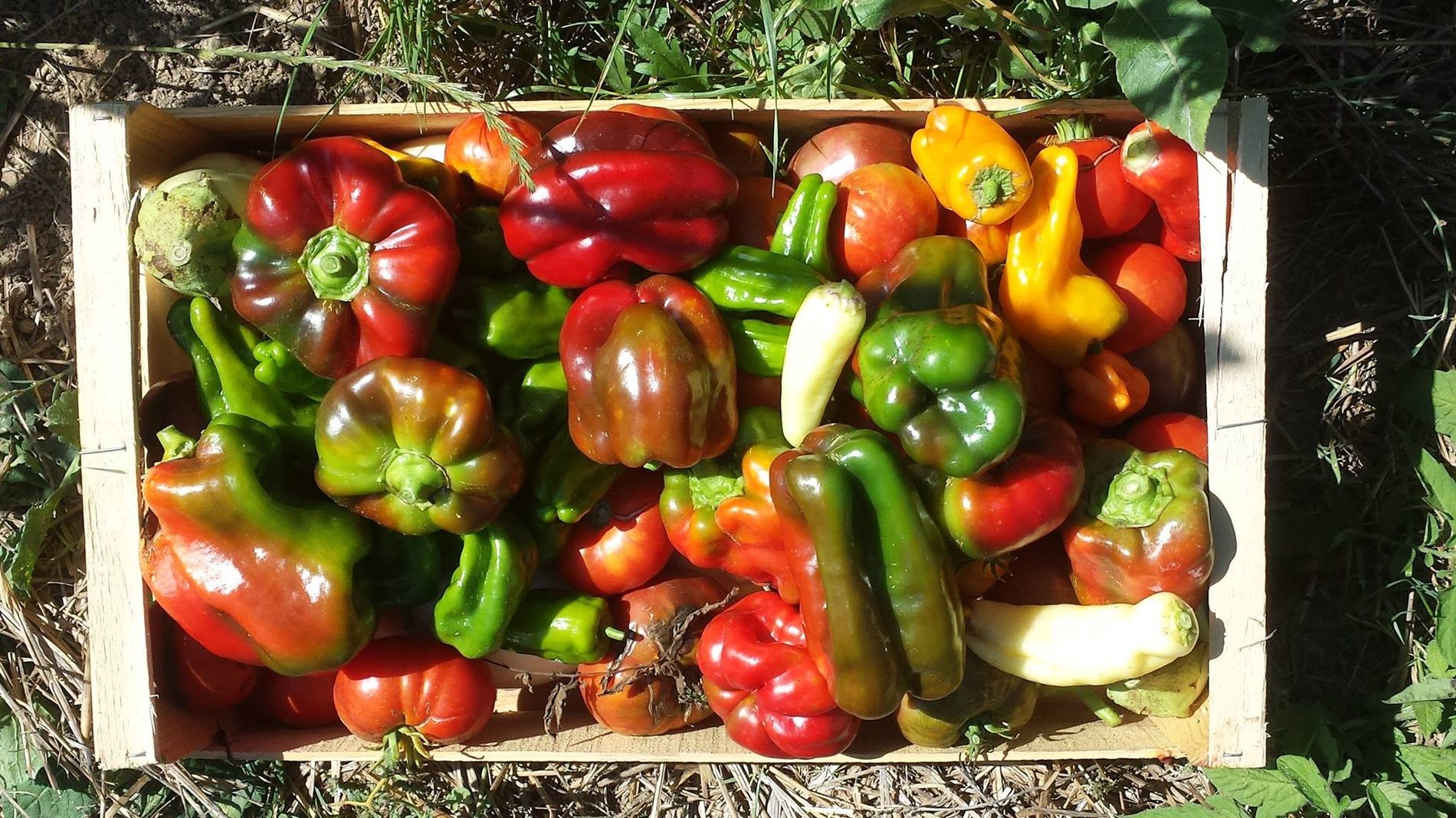Poivrons d’été