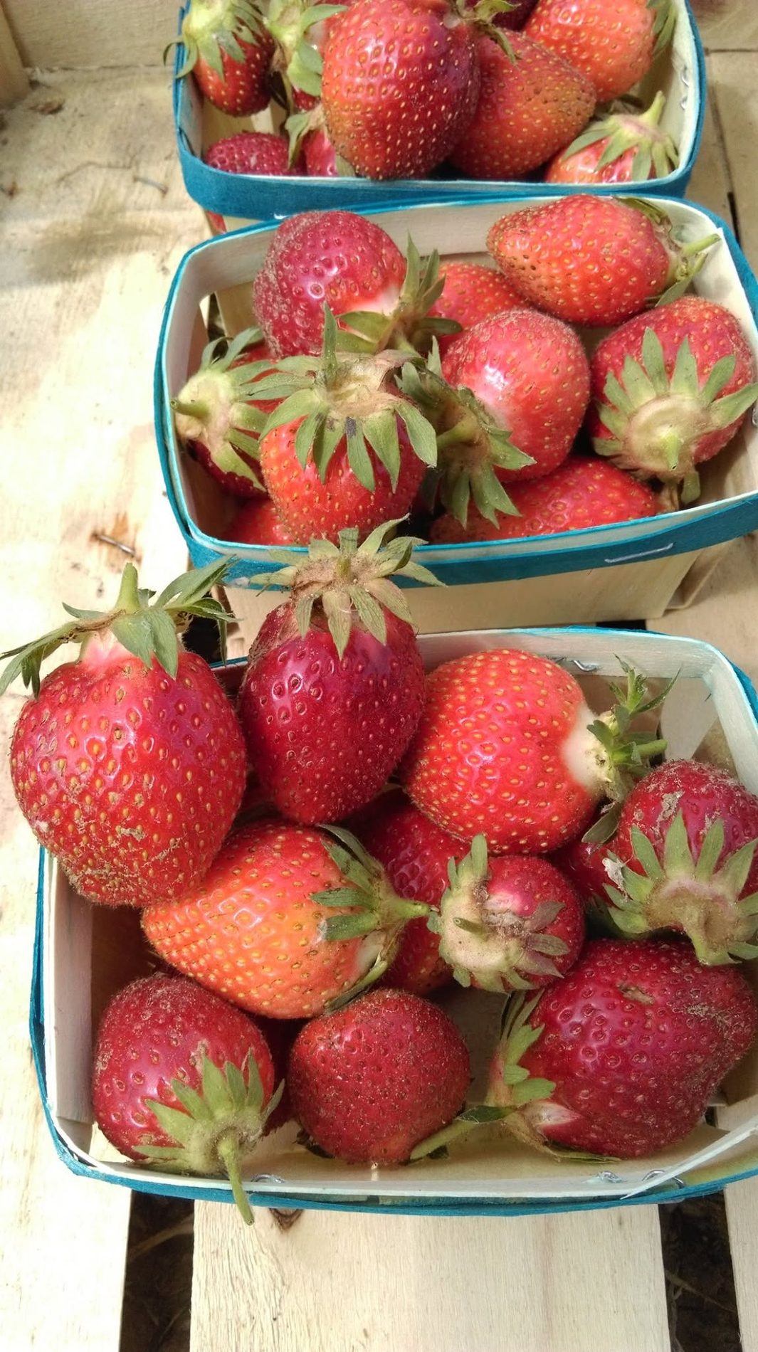 Fraises de printemps