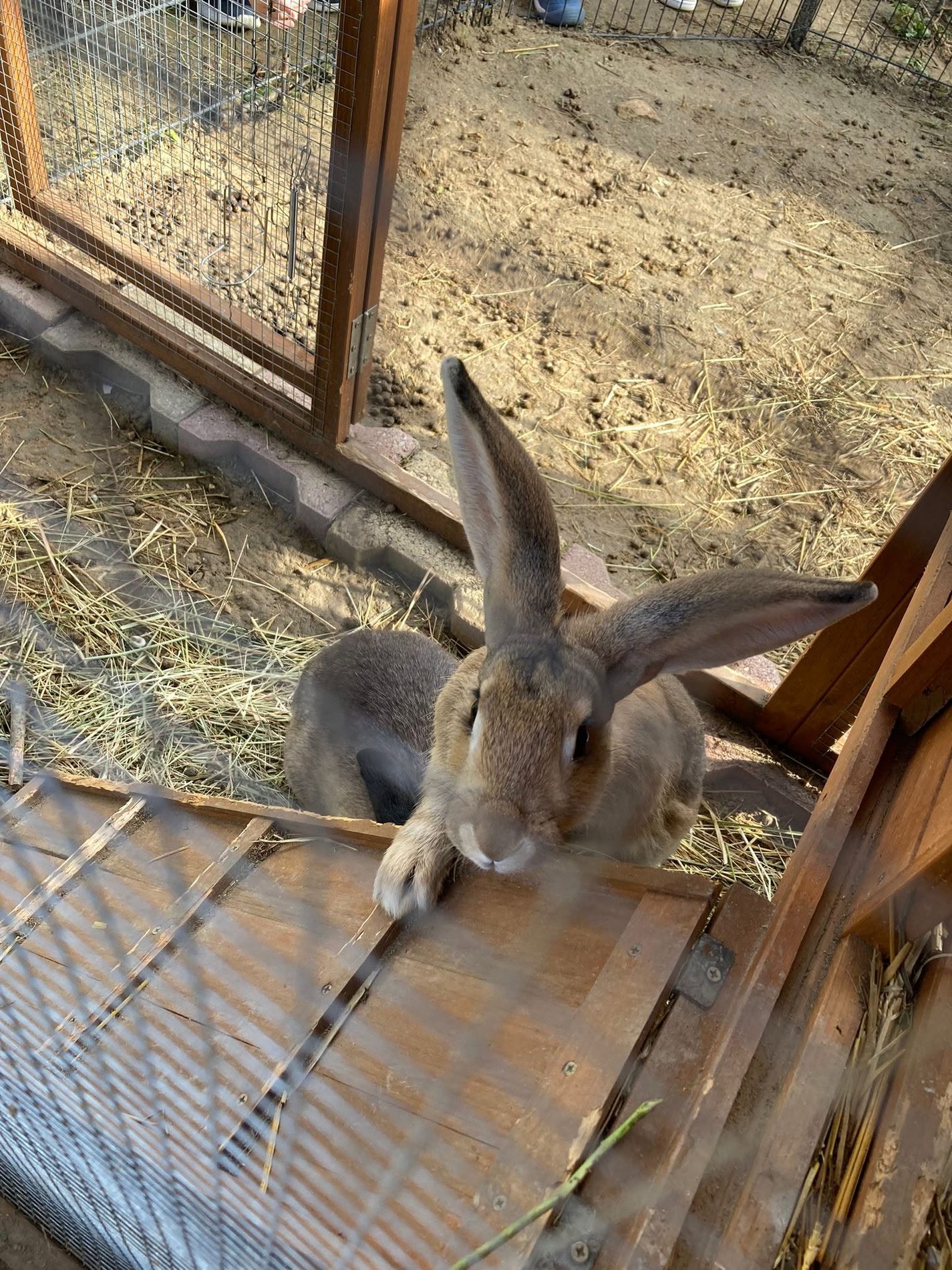 Les compagnons de la ferme